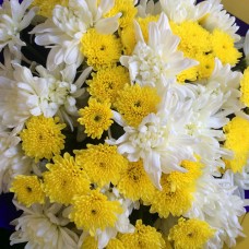 Chrysanthemums – white & yellow